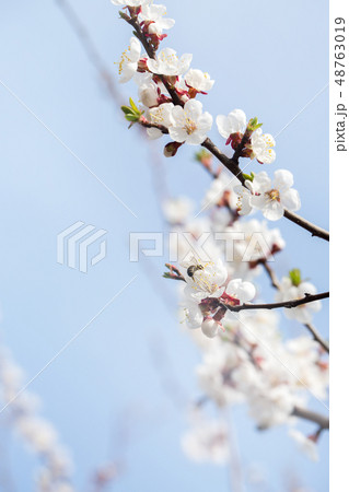 flowering in spring, close-up flowering in spring, close-up 48763019
