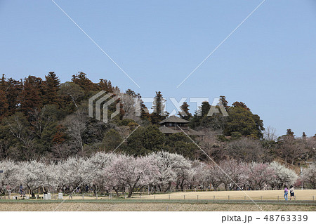 好文亭と梅の花 偕楽園 3月 茨城県水戸市の写真素材