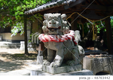 利倉春日神社の狛犬-7 利倉春日神社の狛犬-7 48763442