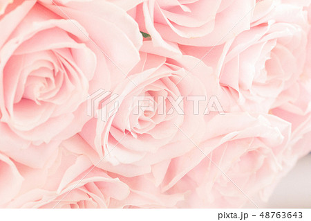 ピンクの薔薇壁紙のイラスト素材 48763643 Pixta