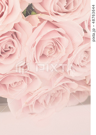 ピンクの薔薇背景素材のイラスト素材