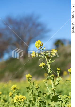 青空とハクサイ畑の花 青空とハクサイ畑の花 48763979