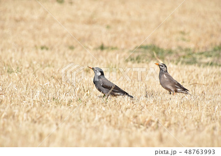ムクドリ(椋鳥) ムクドリ(椋鳥) 48763993