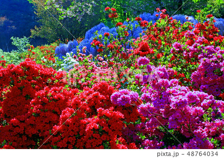 ツツジの花 ツツジの花 48764034