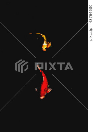 鯉 魚 錦鯉 48764680