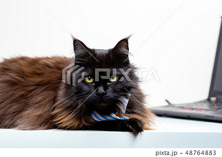 Image of main coon cat in striped tie with laptop 48764883