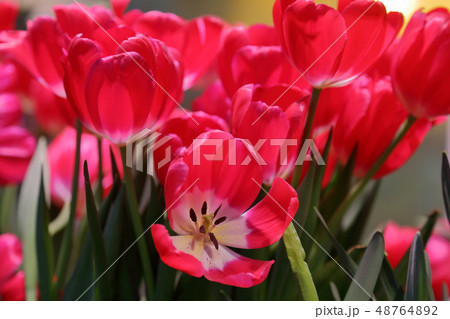 Bright fresh tulips 48764892