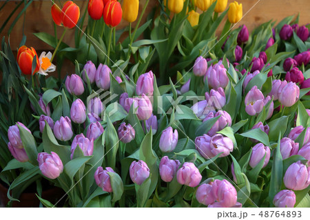 Bright fresh tulips 48764893