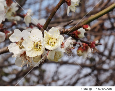 梅の花 白梅 梅の花 白梅 48765286