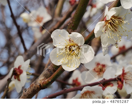 梅の花 白梅 梅の花 白梅 48765287