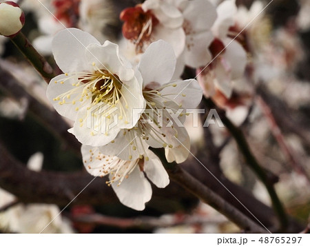 梅の花　白梅 48765297