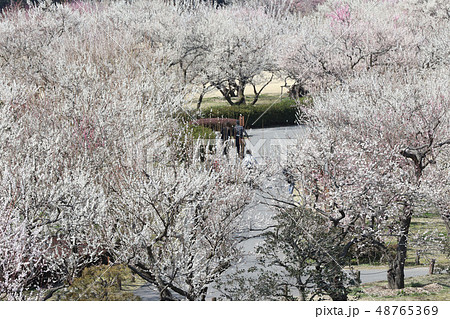 梅の花 偕楽園 ３月 茨城県水戸市の写真素材