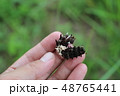 ジャコウアゲハの幼虫 48765441