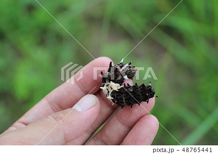 ジャコウアゲハの幼虫 ジャコウアゲハの幼虫 48765441