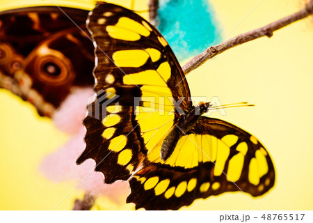 Tropical butterfly over yellow 48765517