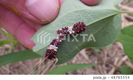 ジャコウアゲハの幼虫 48765554