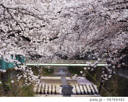 麻生川と桜 48766482