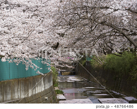麻生川と桜 48766486