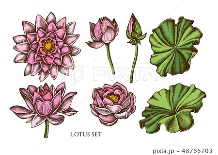 Vector collection of hand drawn colored  lotus 48766703
