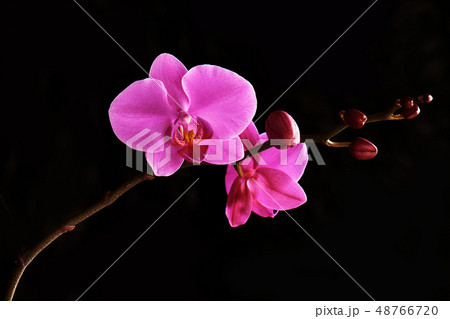 Orchids flowers on banch on black background. 48766720