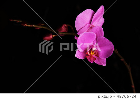 Orchids flowers on banch on black background. Orchids flowers on banch on black background. 48766724