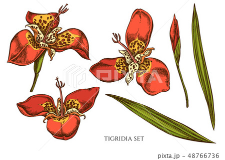 Vector collection of hand drawn colored tigridia Vector collection of hand drawn colored tigridia 48766736