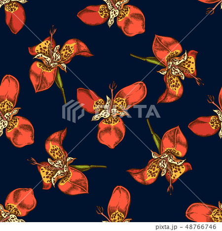 Seamless pattern with hand drawn colored tigridia Seamless pattern with hand drawn colored tigridia 48766746