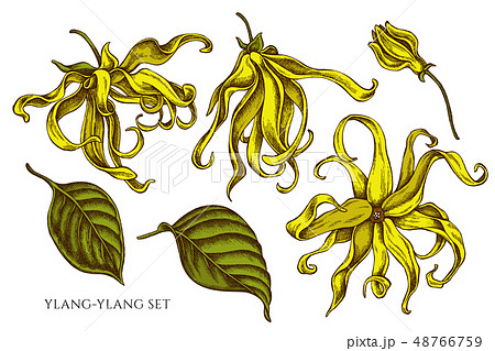 Vector collection of hand drawn colored  ylang-ylang 48766759