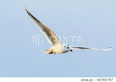 ズグロカモメ飛翔 48766797
