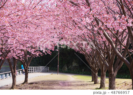 蜂須賀桜 48766957