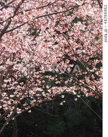 蜂須賀桜 48766962