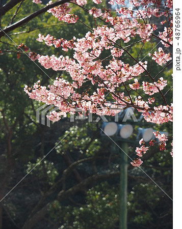 蜂須賀桜 蜂須賀桜 48766964