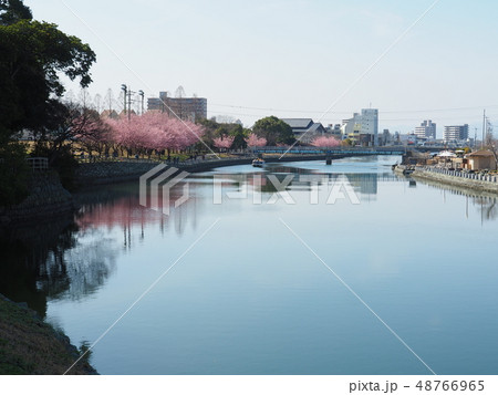 蜂須賀桜 48766965