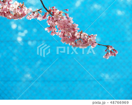 蜂須賀桜 蜂須賀桜 48766969