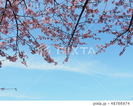 蜂須賀桜 蜂須賀桜 48766974