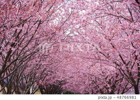 蜂須賀桜 48766981