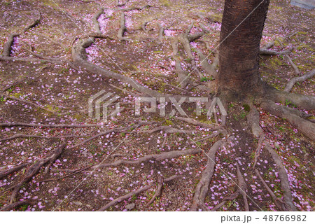 蜂須賀桜 48766982