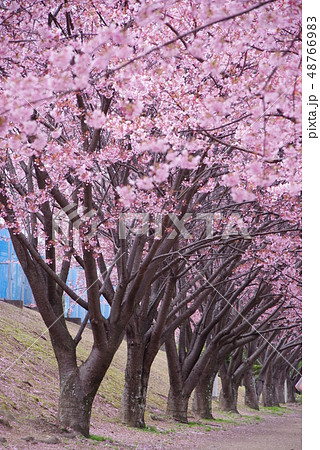蜂須賀桜 蜂須賀桜 48766983