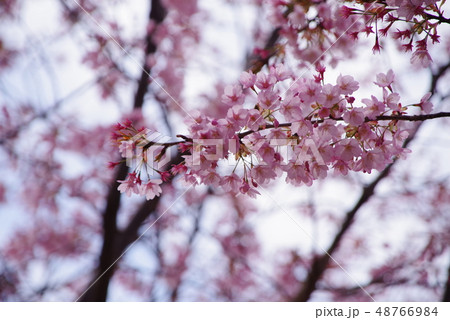 蜂須賀桜 蜂須賀桜 48766984