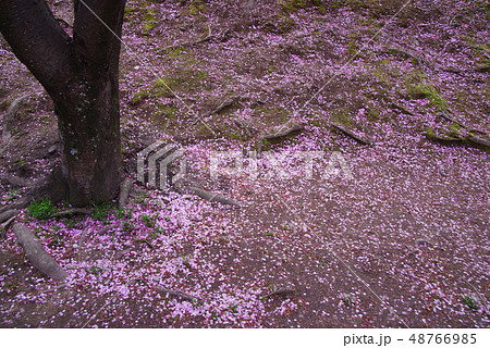 蜂須賀桜 蜂須賀桜 48766985