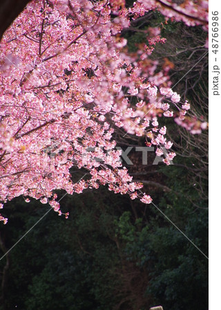 蜂須賀桜 蜂須賀桜 48766986