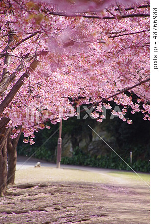 蜂須賀桜 48766988