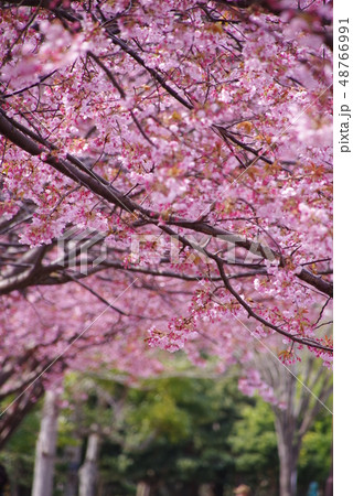 蜂須賀桜 蜂須賀桜 48766991