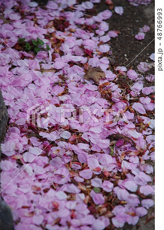 蜂須賀桜 48766993