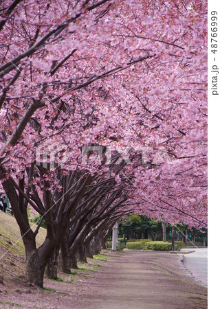 蜂須賀桜 蜂須賀桜 48766999