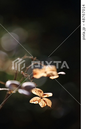 寂びあじさい 48767014