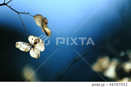 寂びあじさい 48767052