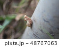 ジャコウアゲハの蛹 48767063
