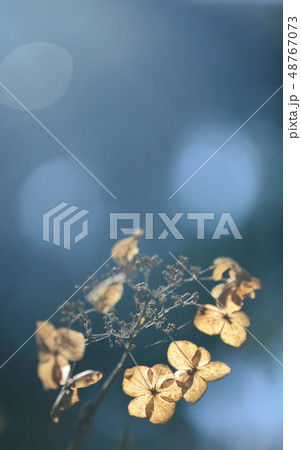 寂びあじさい 48767073