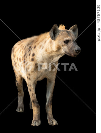 spotted hyena standing in the dark spotted hyena standing in the dark 48767139